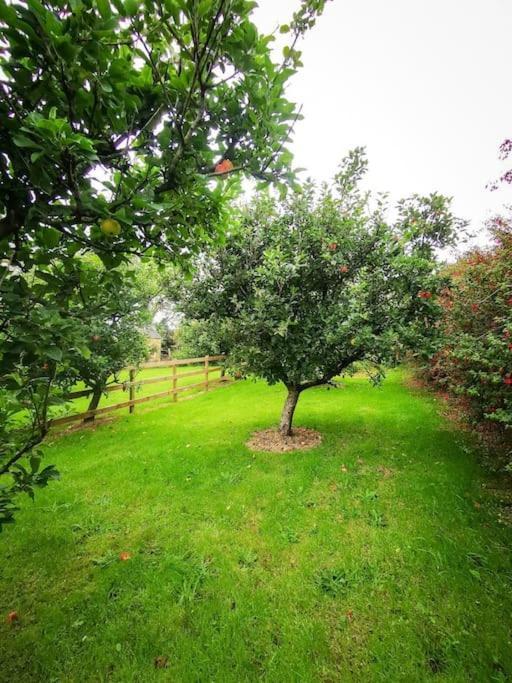 Orchard Cottage Dingle Exterior foto